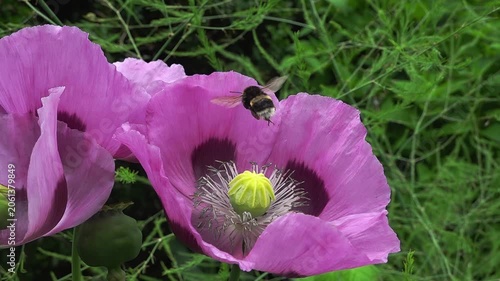 A buff-tailed bumble bee (Bombus terrestris) on an opium poppy, slow motion