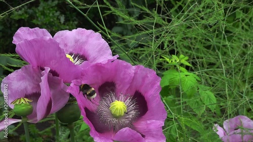 A buff-tailed bumble bee (Bombus terrestris) on an opium poppy, slow motion