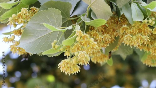 Silver linden tree (Tilia tomentosa)
