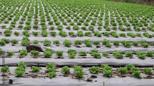 A large lettuce plantation showcases healthy crop growth and productive farming.