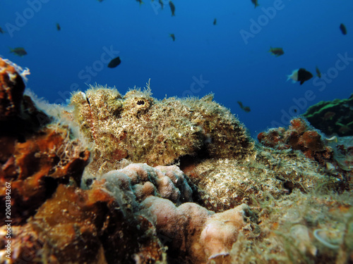 Foto A devil scorpionfish Scorpaenopsis diabolus