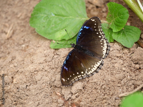 White stripes on the dark brown and blue wing of Female Great Egg-fly Butterfly, Insect with leaf tree plant on dirt land, Thailand