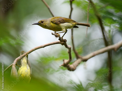 Brown-throated sunbird or Plain-throated sunbird ( Anthreptes malacensis ) on tree branch with natural green background, Small green bird with brown head in Thailand