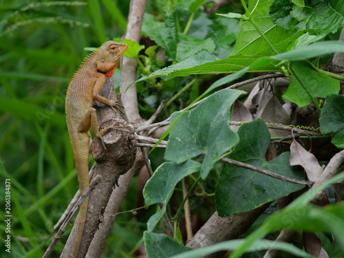 Oriental garden or Eastern garden or Changeable lizard on tree with natural green background, Orange color head of male reptile in Thailand