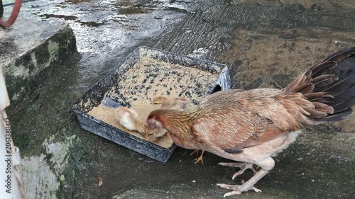 Close-up footage of a chicken feeding on grains in an outdoor environment.