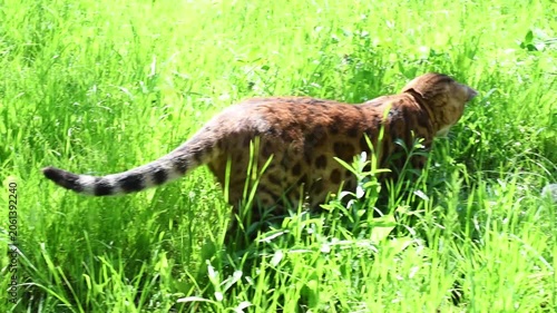 Bengal cat walking in grass and hunting for insects  in summer, horizontal video