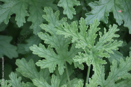 Rose geranium for herbal tea