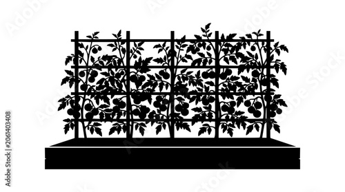 Silhouette of tomato plants growing on a trellis in a raised garden bed