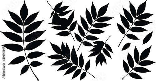 Slika na platnu Elegant pinnate tree leaf branches vector silhouette decorative design set