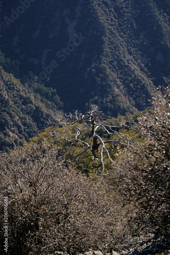Mountain Forest in Troodos Mountains, Cyprus