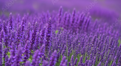 Dense floral landscape featuring a mix of purple Salvia and English lavender in a Mediterranean garden under soft afternoon light