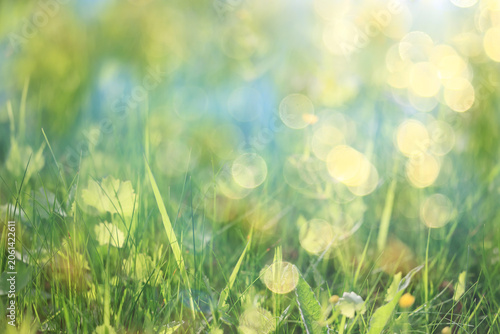 bokeh grass and flowers, summer nature background, blurred sun glare on fields of meadow flowers and fresh grass