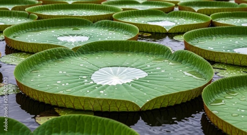 High detail photograph of giant water lily pads with clear rain droplets magnifying intricate leaf veins