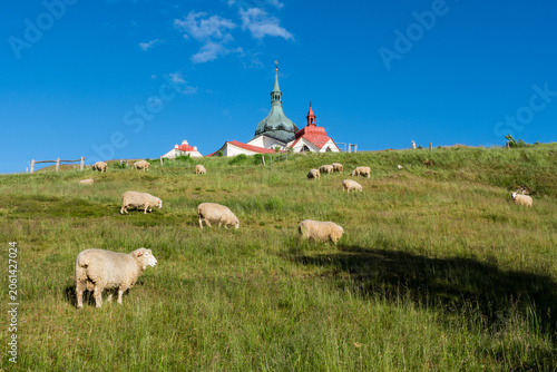 Pilgrimage Church of Saint John of Nepomuk on Zelená Hora, Žďár nad Sázavou with Grazing Sheep in Summer