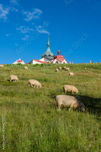 Pilgrimage Church of Saint John of Nepomuk on Zelená Hora, Žďár nad Sázavou with Grazing Sheep in Summer