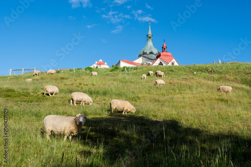 Pilgrimage Church of Saint John of Nepomuk on Zelená Hora, Žďár nad Sázavou with Grazing Sheep in Summer