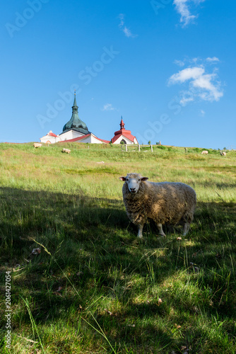 Pilgrimage Church of Saint John of Nepomuk on Zelená Hora, Žďár nad Sázavou with Grazing Sheep in Summer