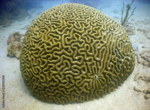 Beautiful Brain Coral on a Caribbean Coral Reef