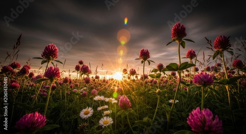A serene worm eye view of a wild clover field with pink blossoms and daisies under a dramatic sky with soft lens flares