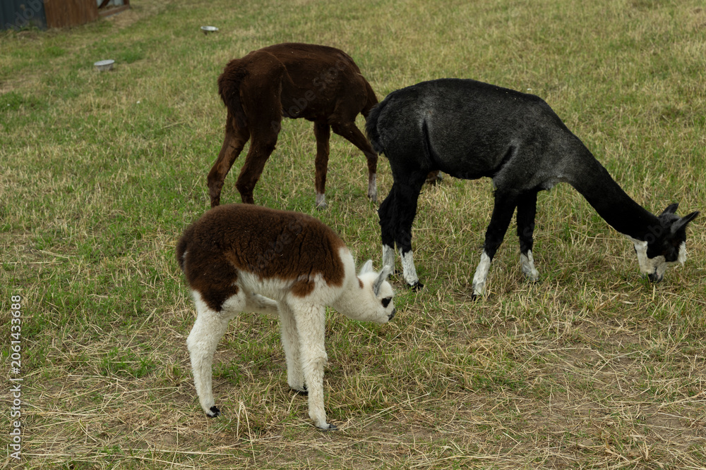 Fototapeta premium alpaka tier natur lama familie