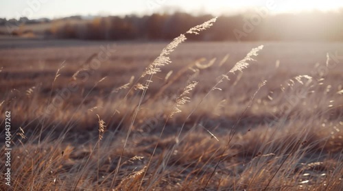 Grass sways in a field under sunlight in the late afternoon near a quiet landscape with distant hills and trees