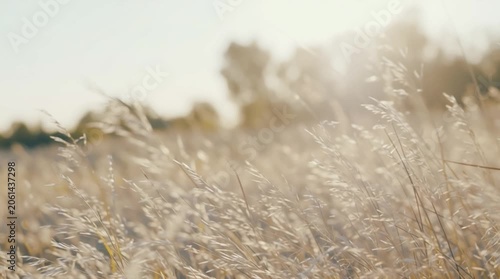 Wheat field sways in the breeze during sunset with golden light shining in the background revealing nature's beauty