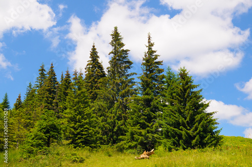 Scenic horizontal view of tall green pine trees growing on a lush mountain meadow under a bright blue sky with white clouds, capturing beautiful wilderness nature.