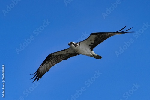 Tableau sur toile The osprey is a diurnal, fish-eating bird of prey with a cosmopolitan range