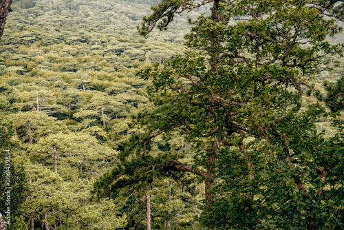 Obraz na płótnie Subtropical spruce deciduous forest on southern coast Crimean peninsula summer