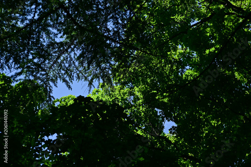 Low angle of the tree against the blue sky background. Full of tree branches and tree green leaves. Looking up to the trees. Nature concept. Tree background.