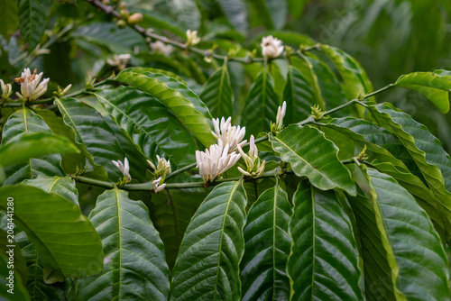 Tableau sur toile Coffee flowers blooming on branch with lush green leaves