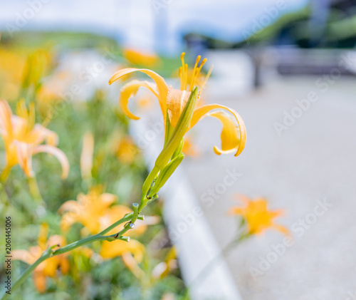 flower on the beach