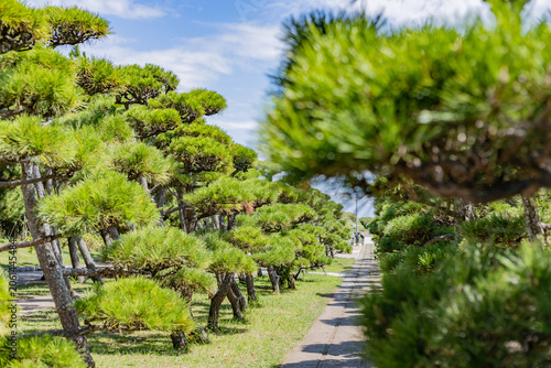 rows of trees in the garden