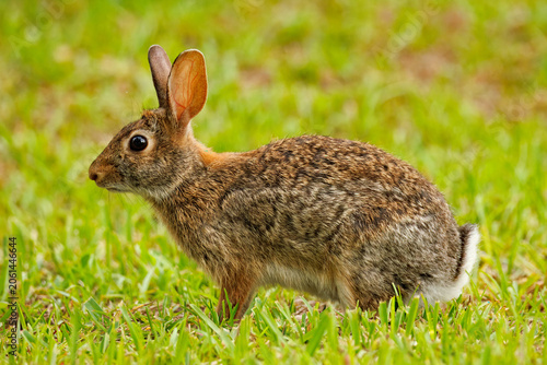 Konstfotografi Profile identification portrait of an adult eastern cottontail rabbit, Sylvagus