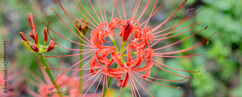 Cuadro en lienzo Red Spider Lily Blooming Among Green Foliage in Autumn