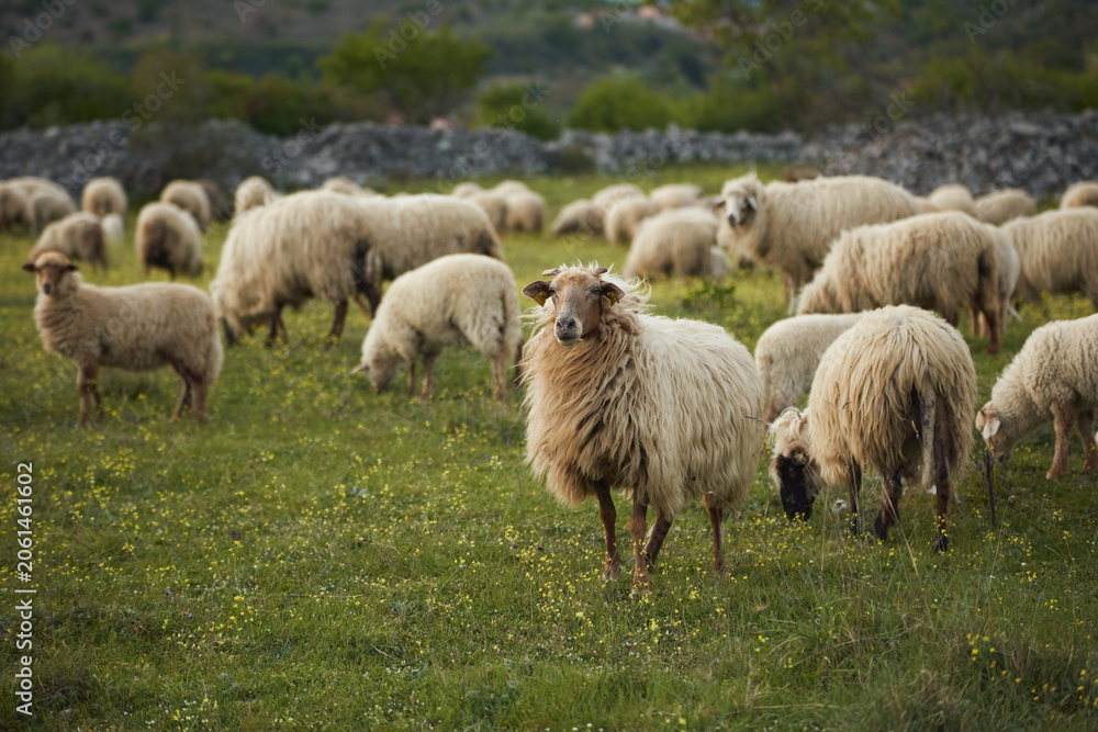 Fototapeta premium A sheep flock stands together in a green countryside pasture outdoors. Natural scenery and soft daylight create peaceful farming atmosphere.