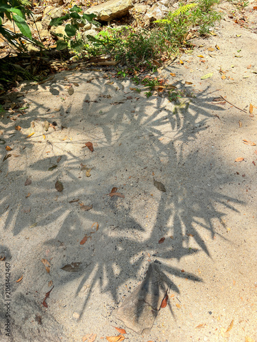 Shadow of leaves on sandy ground with natural sunlight, representing abstract pattern, nature texture, outdoor environment, and minimal background with organic shapes.