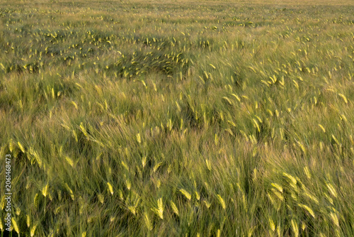 Impressionistic landscape captures harvest excitement, Autumn winds animate fields of ripening barley with energy
