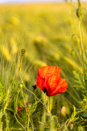 Vivid solitary flower, Single red bloom among lush wheat stalks, Solitary red poppy stands out in verdant wheat landscape