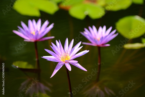 Purple lotus flowers against a water background.