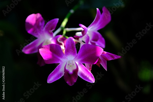 Close-up of purple Dendrobium orchids in the garden.