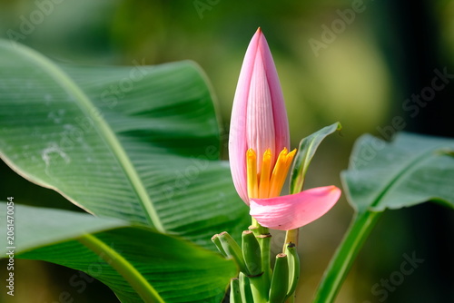 Pink banana plant (Musa ornata Roxb) in the garden.