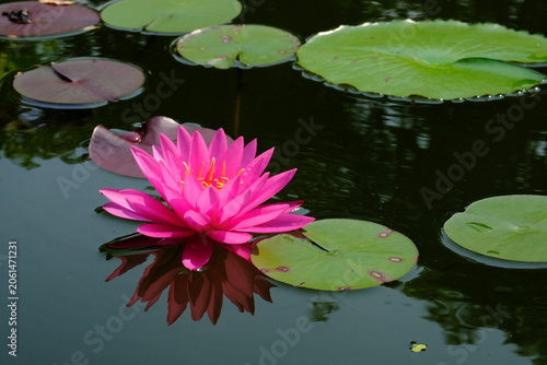 Pink lotus flowers on a black background.