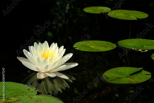 Yellow lotus flowers on a black background.