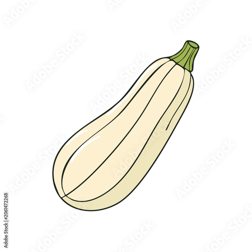Simple hand drawn illustration of a light colored elongated squash with a green stem