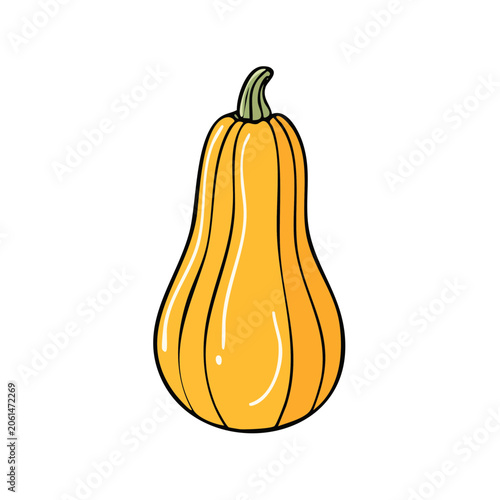 Hand Drawn Yellow Butternut Squash Vegetable Illustration Isolated on White Background