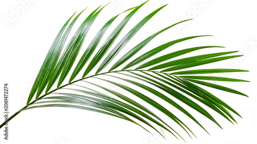 Quadro su tela Green palm frond with thin, pointed leaves