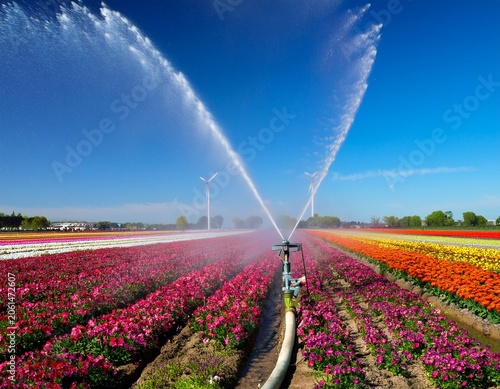 irrigation system watering flower rows in a field industrial agriculture and farming process under a clear blue sky water spray over a colorful plantation