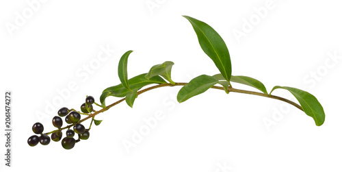Twig of ligustrum with leaves and black berries isolated on white or transparent background