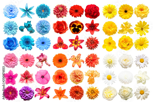 Big collection of various head flowers orange, red, pink, white, blue and yellow isolated on white background. Perfectly retouched, full depth of field on the photo. Top view, flat lay